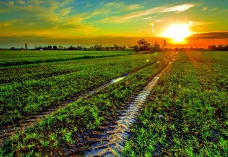 field planted - fields, grass, planted, sun