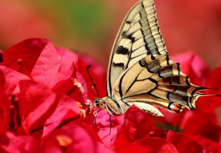 *** Butterfly on flower *** - flowers, animal, butterfly, animals