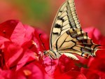 *** Butterfly on flower ***