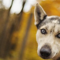 *** My friend...dog ***