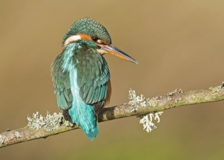 *** Kingfisher *** - bird, birds, animal, kingsfisher, animals