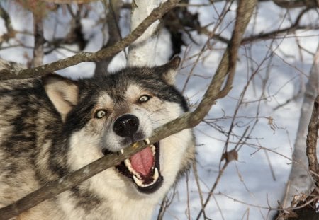 *** Wolf *** - wolf, animal, animals, winter, waild