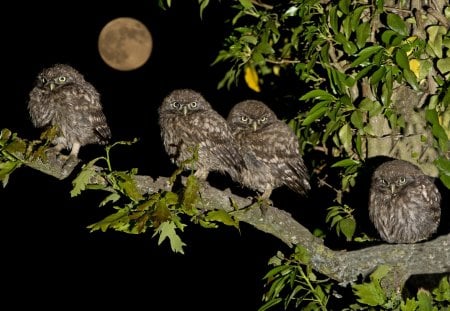 *** Owl family ***