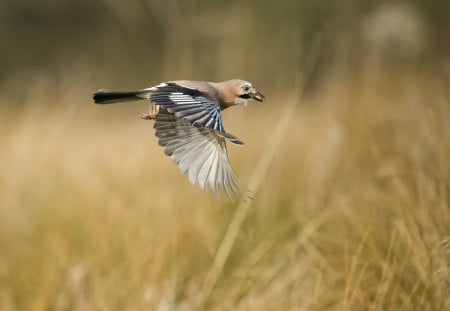 *** Bird *** - animal, animals, bird, birds