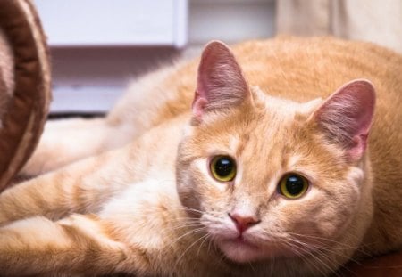 *** Ginger cat *** - cats, animal, animals, cat, ginger