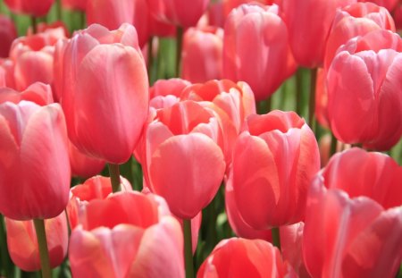 *** Red tulips *** - flowers, red, nature, tulips