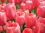 *** Red tulips ***