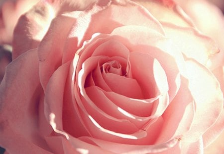 Pink Rose - nature, soft, pink, rose, flower