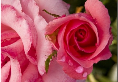 Rose - nature, rose, flower, pink