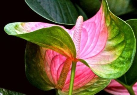 Beautiful flamingo - flower, pink, green, flamingo