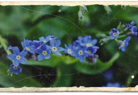 Forget Me Not - flowers, flower, blue, Forget Me Not