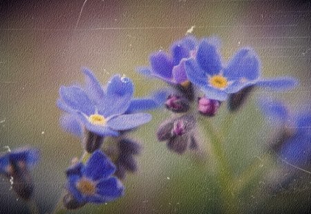 Forget Me Not - flowers, flower, forget me not, blue