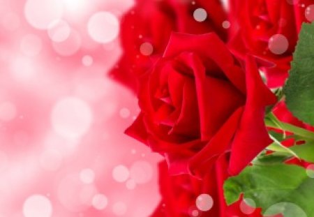 My Roses - roses, passion, nature, romantic, beautiful, red, red roses, lovely