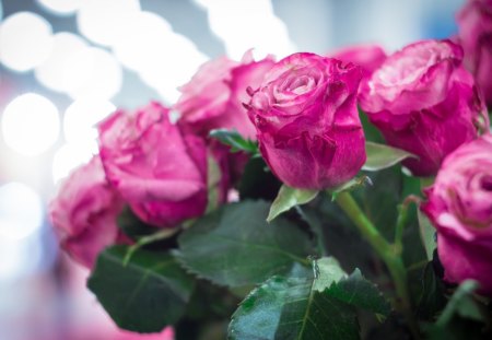 Beautiful Bouquet - purple, roses, pink, beautiful, bouquet