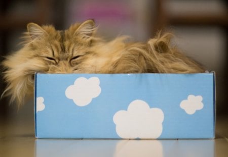 Cat - sleeping, beauty, cat face, hat, animals, sleepy, paws, face, pretty, cute, cat, kitty, lovely, kitten, cats, beautiful, sweet