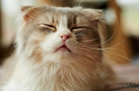 Cat - pretty, cat face, sleepy, paws, kitten, cats, face, sleeping, hat, beautiful, beauty, lovely, sweet, cat, cute, animals, kitty