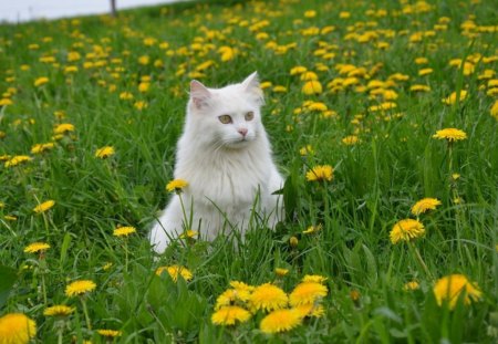 Cat - pretty, cat face, sleepy, paws, kitten, cats, face, sleeping, hat, beautiful, beauty, lovely, sweet, cat, cute, animals, kitty