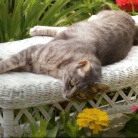 A tabby cat laying on a chair