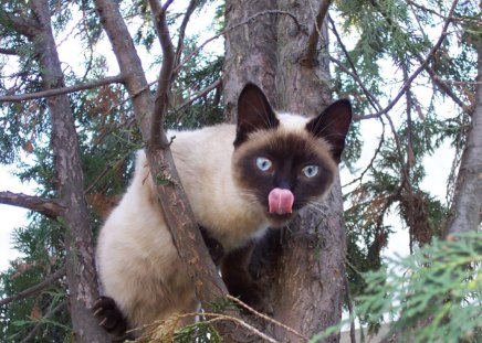 A siamese cat in a tree - paws, cat, tree, cute, siamese