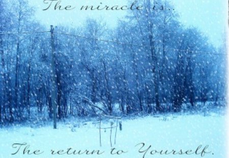 Miracle - words, forest, blue, miracle