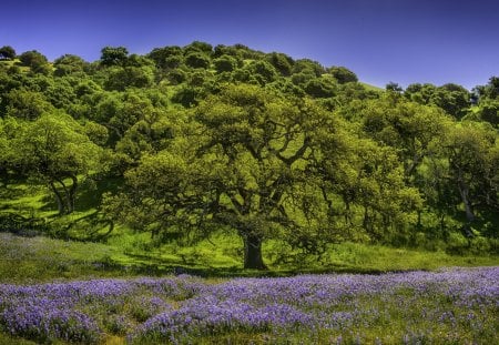 forest on a hill with a violet carpet - flowers, violet, hill, forest