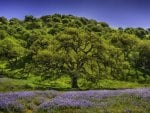 forest on a hill with a violet carpet