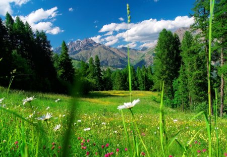 Flowery meadow - pretty, summer, grass, spring, mountain, flowers, daisies, field, nice, sky, greenery, trees, beautiful, lovely, freshness, wildflowers, nature, green, delight