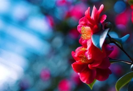 Flowers - pretty, delicate, beautiful, lovely, flowers, wind, nature, rays, red, nice, shine