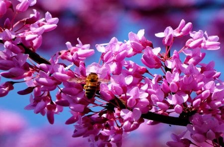 Spring blossoms - nice, blooming, sky, freshness, flowering, lovely, spring, nature, bee, pretty, blossoms, pink, beautiful, flowers