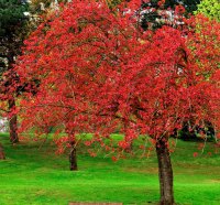 Spring tree