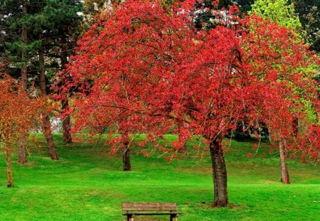 Spring tree - pretty, relax, blossoms, grass, spring, flowering, flowers, garden, bench, sit, nice, greenery, beautiful, lovely, freshness, blooming, rest, tree, nature, green, park