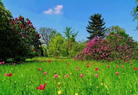 First spring tulips