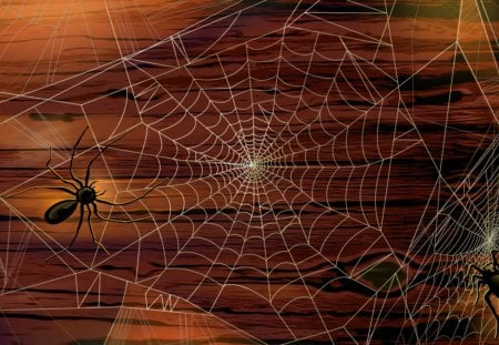 Cobweb and Spiders - night, spider web, wooden wall, spiders