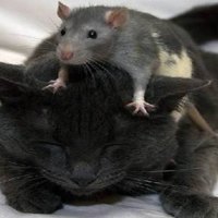 Rat on Cat