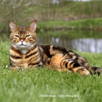 Bengal Cat