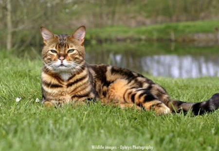 Bengal Cat - cat, pond, bengal, grass