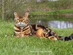 Bengal Cat