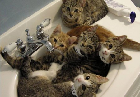 Bath Time - kittens, cats, sink, bathroom, vanity unit