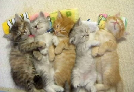 Napping Kittens - pillows, cats, kittens, sleeping