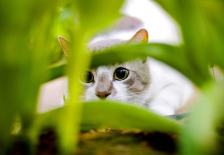 Behind The Bushes - hiding behind grass, cat