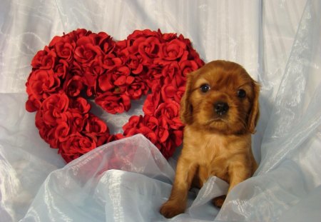 Cavalier Spaniel - puppy, red heart, spaniel, dog, curtain