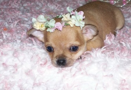 Do I Look Cute? - carpet, flower tiara, puppy, dog, chihuahua