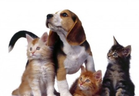 Family Portrait - Cats & Animals Background Wallpapers on Desktop Nexus