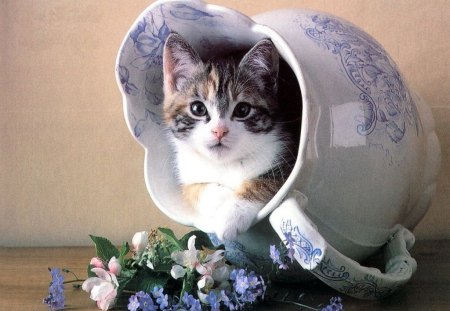 Hiding Place - flowers, milk jug, kitten, cat