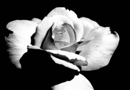 White Rose on Black - flower, black background, white rose