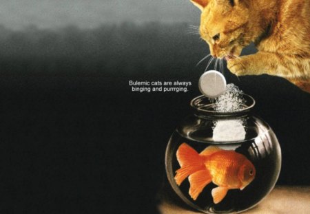 Bulemic Kitties - medicine, cat, alka seltzer, bowl, fish