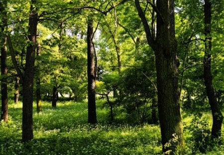 GREEN WORLD - trees, nature, green