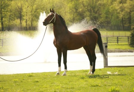 Dutch Posing - netherlands, horses, holland, animals, dutch