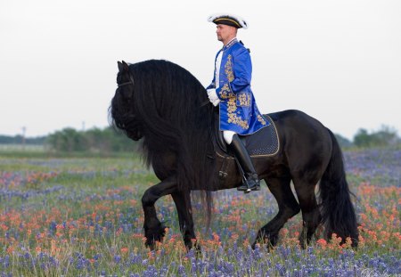 Dream Mane - horses, animals, friesland, friesian, dressage, friesian stallion