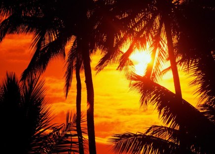 Maui-Sunset - palms, sunset